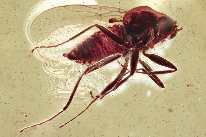 Detailed Fossil Dance Fly (Hybotidae) In Baltic Amber #346639